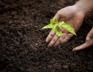 woman-hand-planting-young-tree-on-black-soil-as-save-world-concept