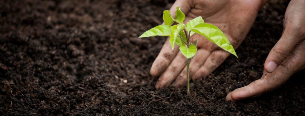 woman-hand-planting-young-tree-on-black-soil-as-save-world-concept