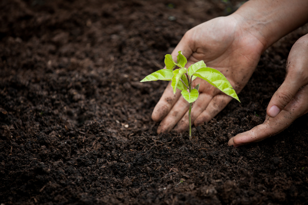 woman-hand-planting-young-tree-on-black-soil-as-save-world-concept